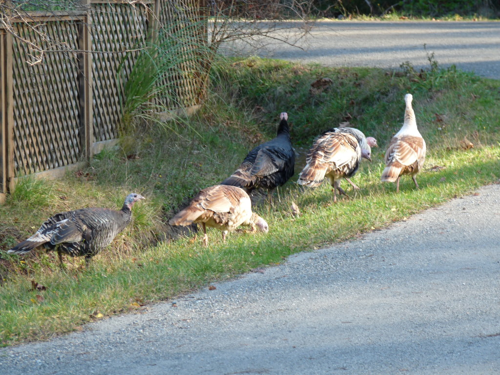 Turkeys using the side of the road instead of the middle of the road, for once. 