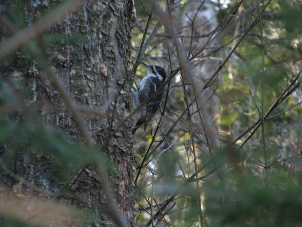 Black-backed Woodpecker from our first trip, Nov. 2010. 