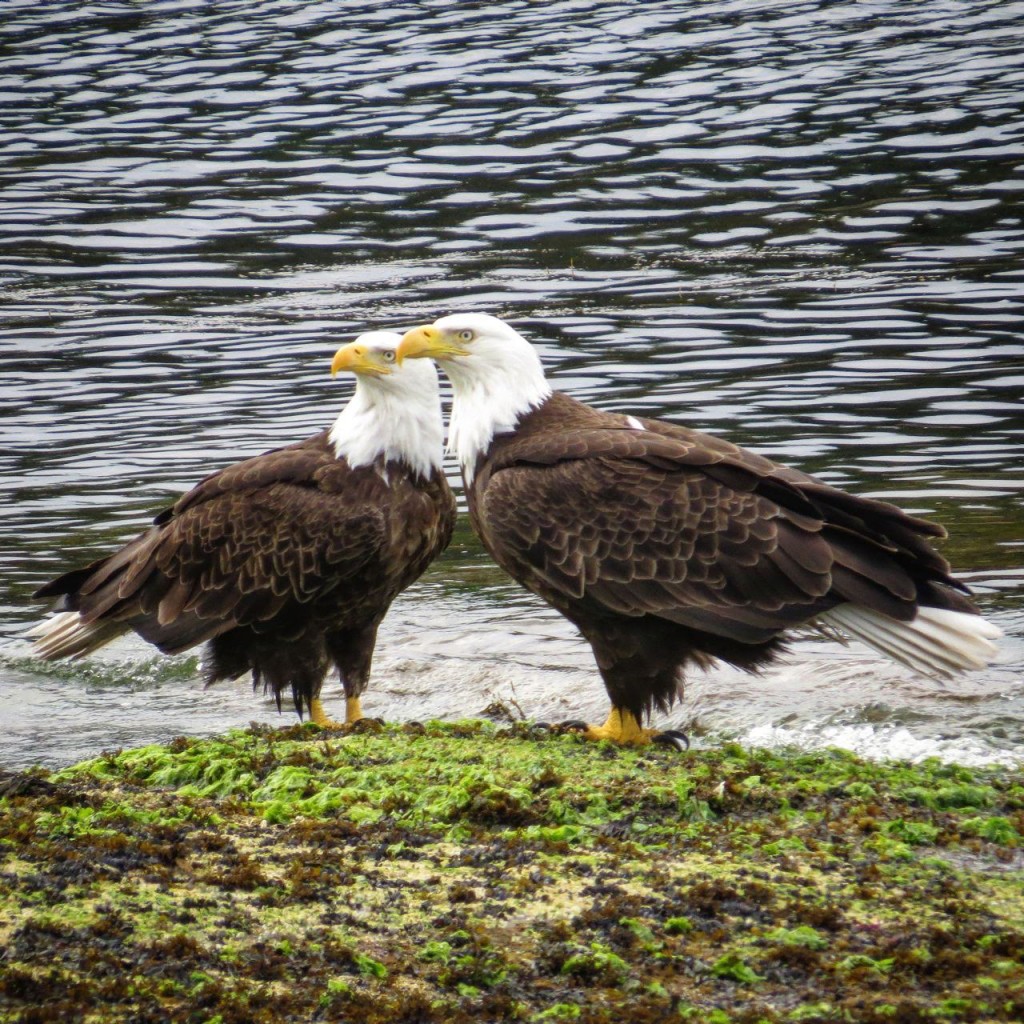 Bonded pair at Orlebar Point in front of the Surf Lodge. Photo by Tina Kirschner.