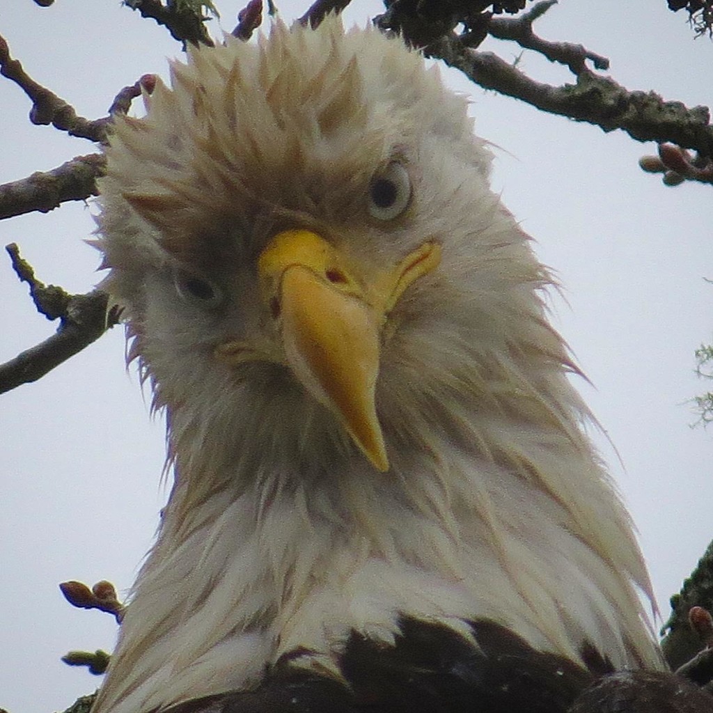 Eagle up close and personal. Photo by Tina Kirschner.