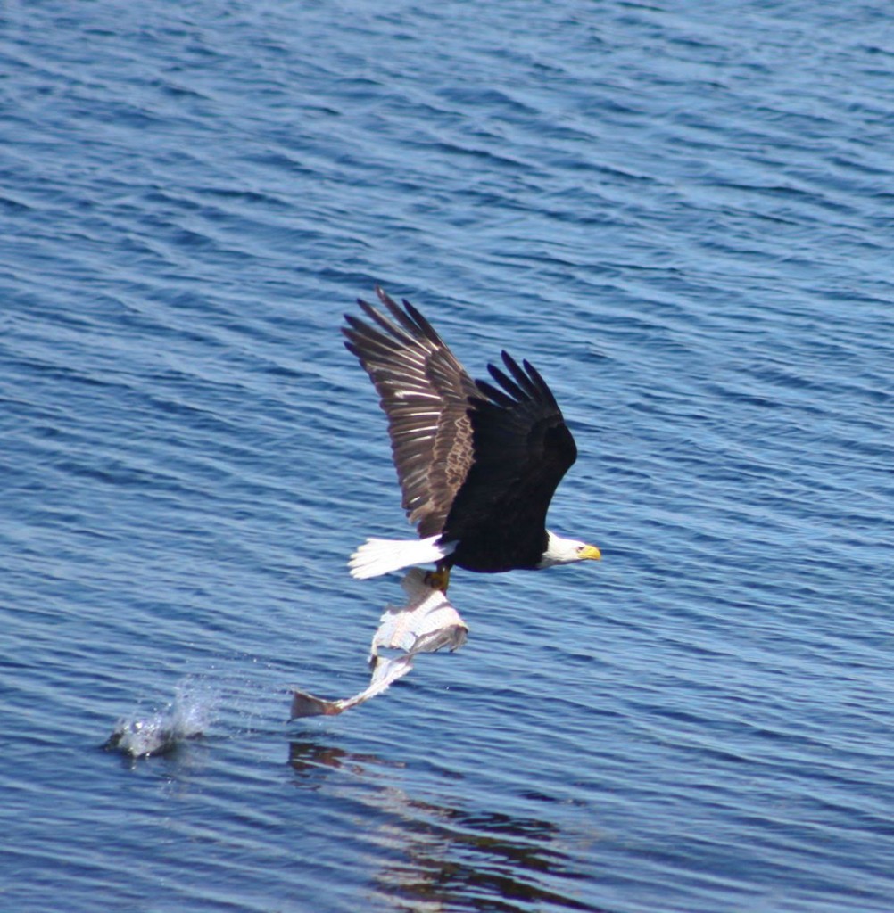 Eagle with catch. Photo by Michael Auger.
