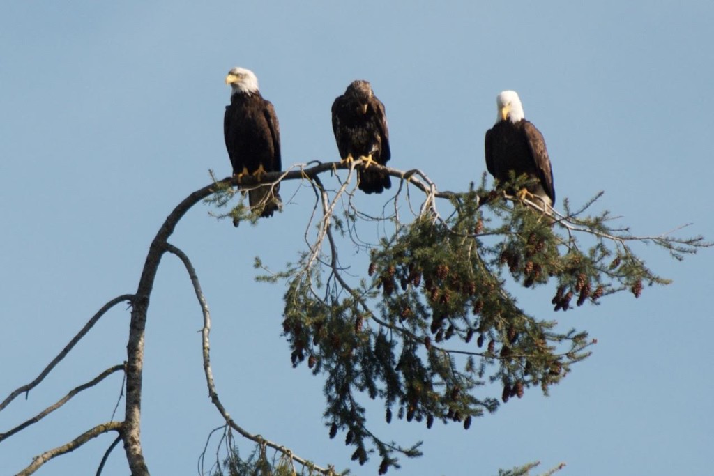 Family of Bald Eagles along Whalebone. Photo by Bill McGann