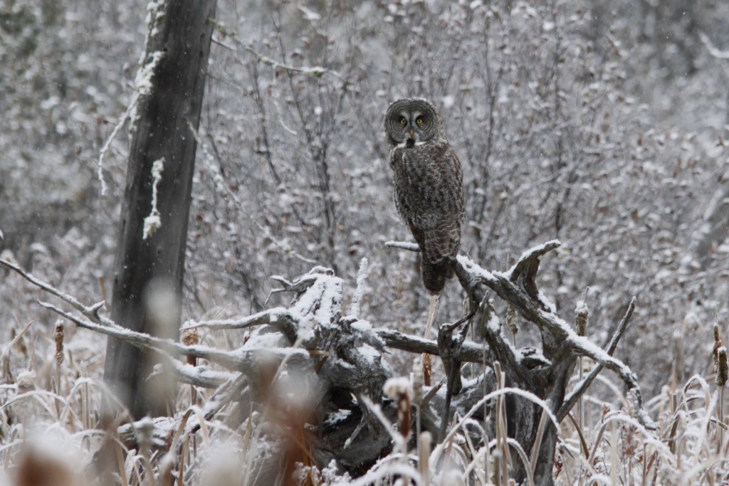 Probably our most magical sighting in the park to date, a Great Grey Owl. Oct. 2012