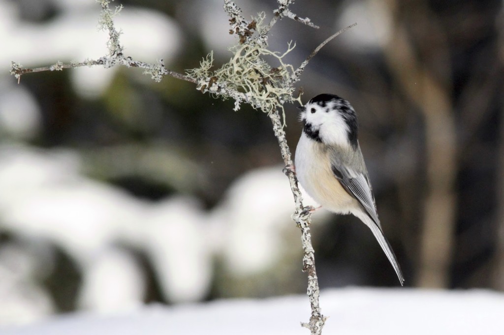 We saw a leucistic Chickadee two years in a row. February 2013