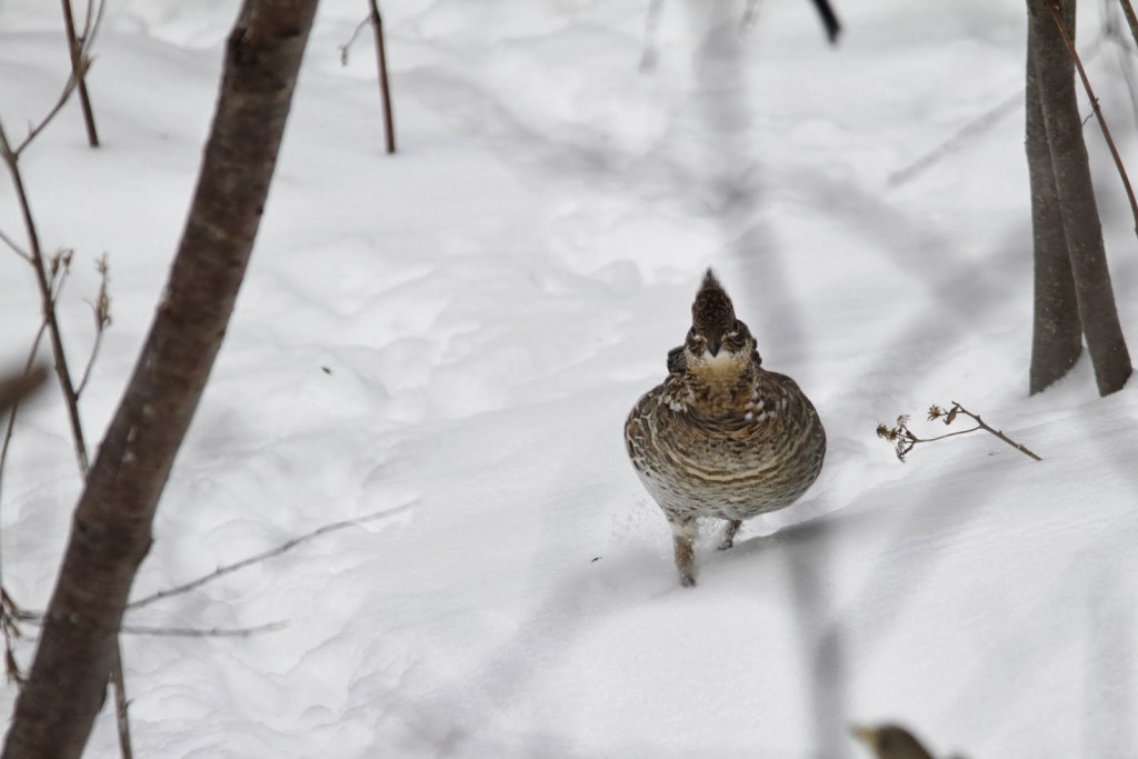 The Ruffed Grouse are fun to come across. February 2014. 