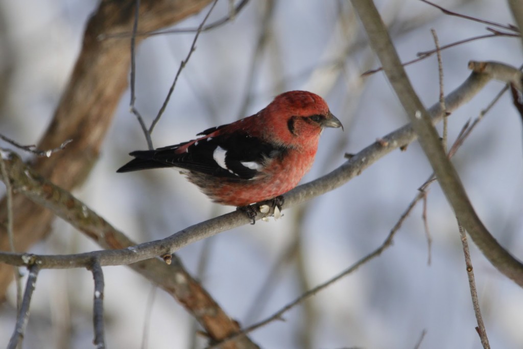 We've only seen the White-winged Crossbills once. Nov. 2013.