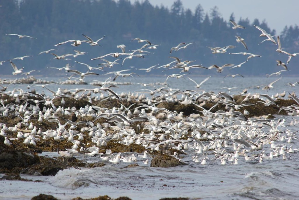 Gulls galore. Photo by Dirk Huysman.