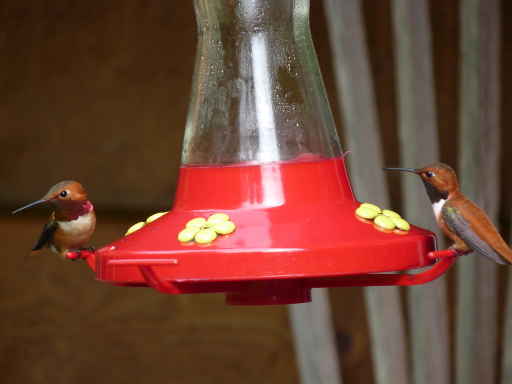 Two Rufous Hummingbirds, one drinking and one guarding -- although probably not through any kind of mutual agreement 