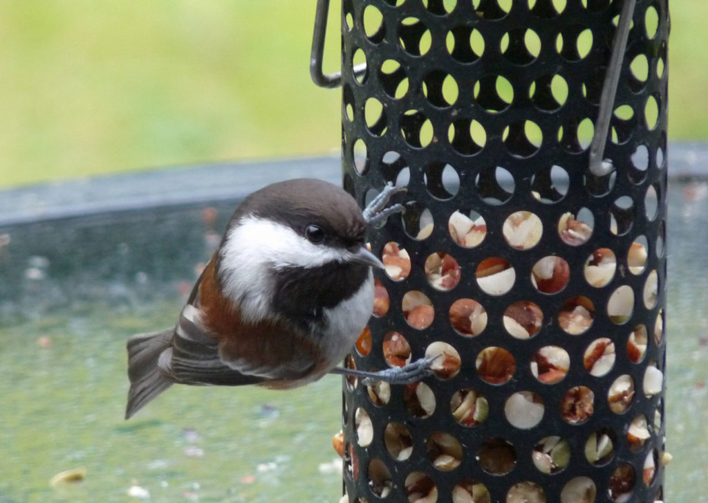 Chestnut-backed Chickadee getting nuts