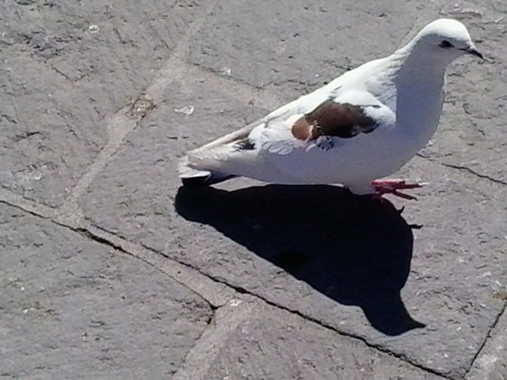 Pigeon with interesting plumage in the San Miguel de Allende Plaza 