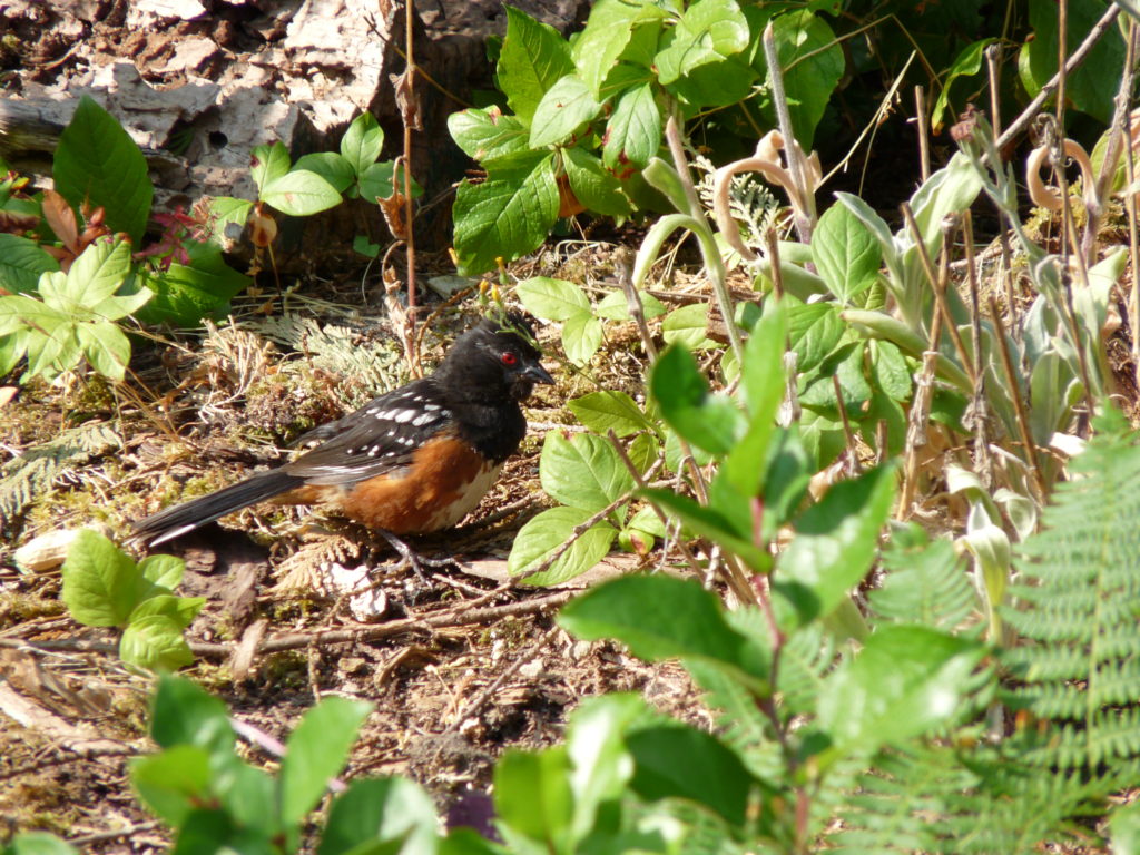 Spotted Towhee near nest site