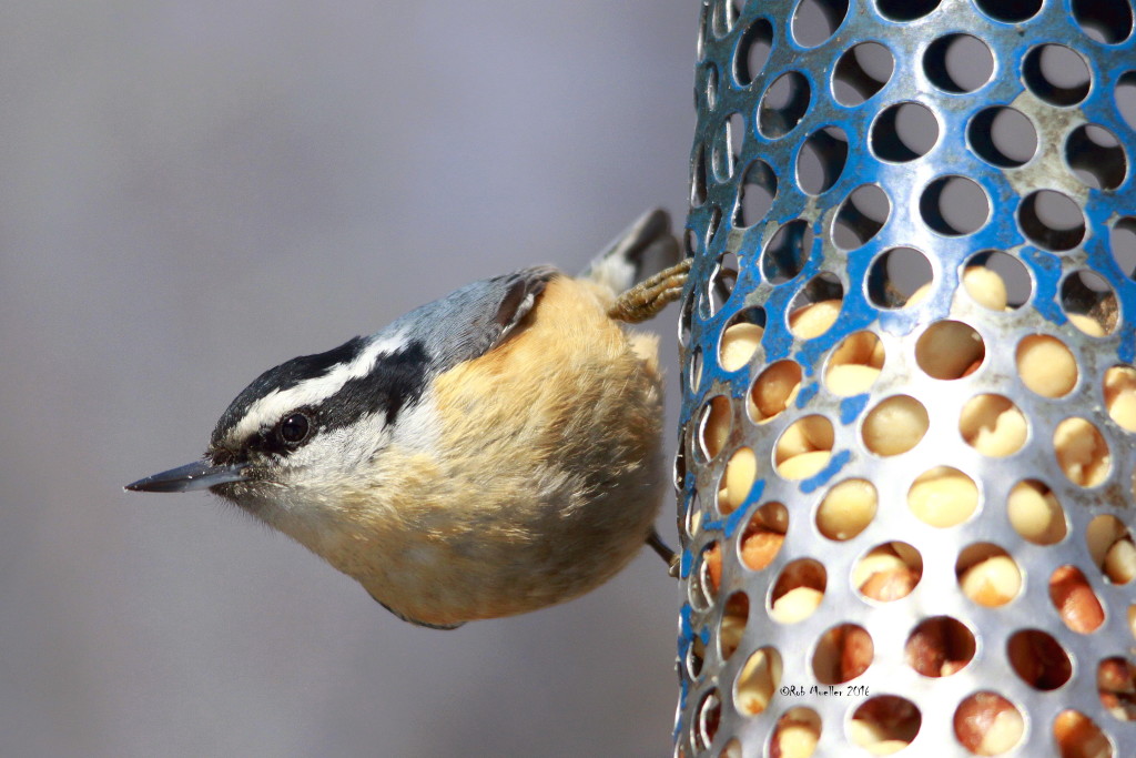 We expect the Red-breasted Nuthatches to be gone for the season soon. 