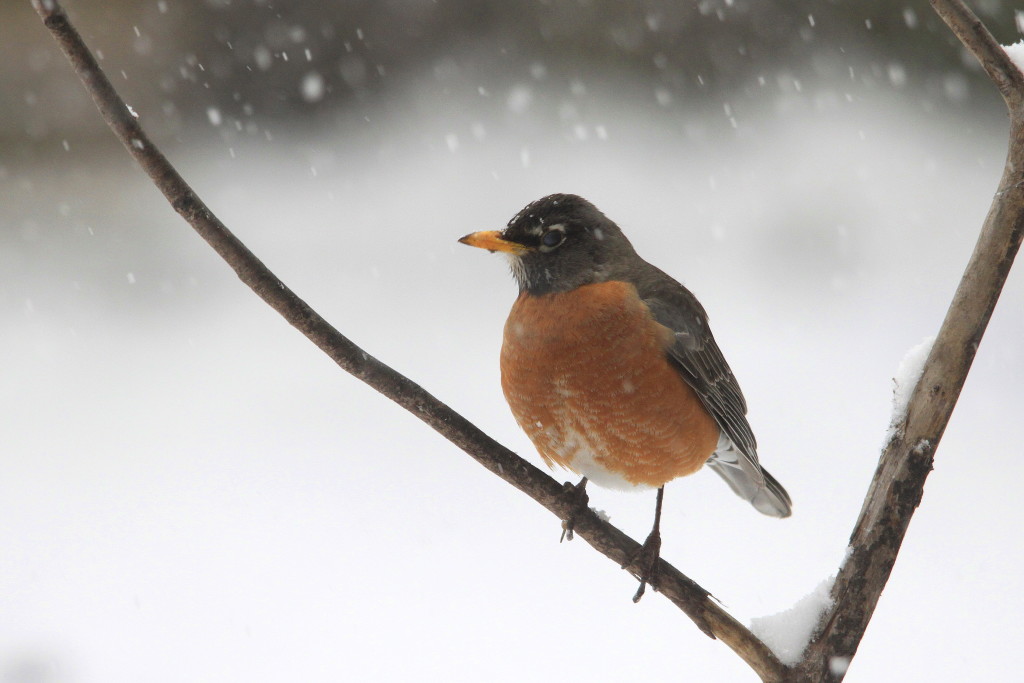 An American Robin on a snowy April day.