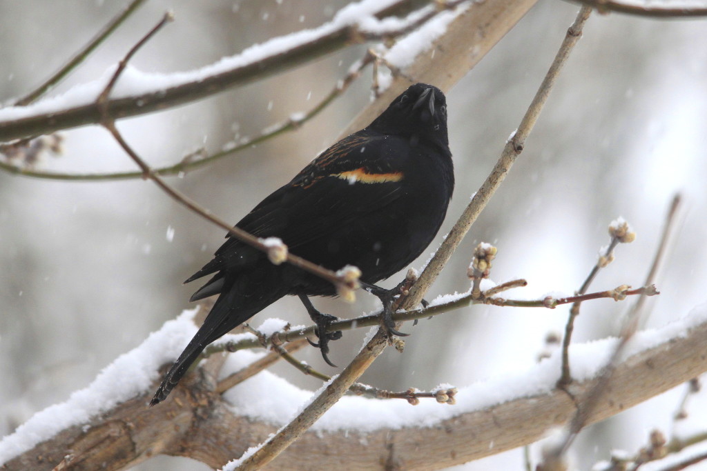 Our Red-winged Blackbirds returned March 8th this year.