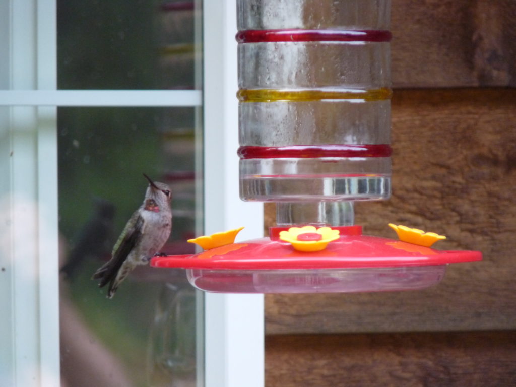 Glass hummer feeder that comes apart for easy cleaning