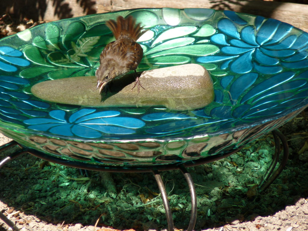Juvenile Song Sparrow in bird bath