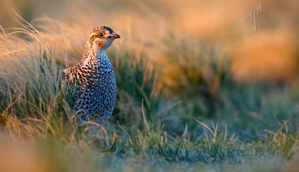 The lone female Sharp-tailed Grouse at the lek.
