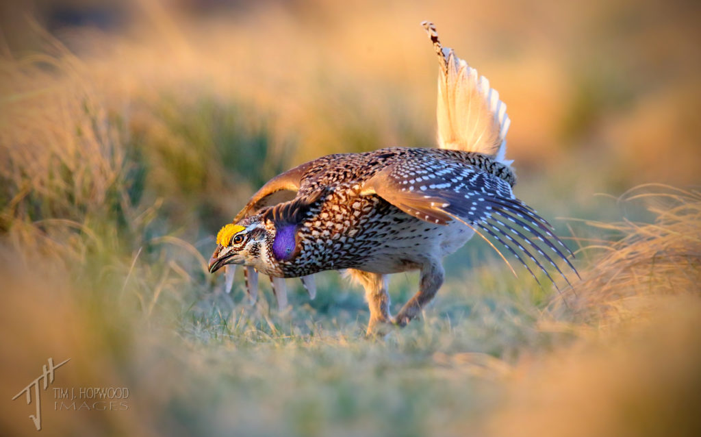 A male Sharp-tailed Grouse 'dancing' at the lek, southern Alberta.