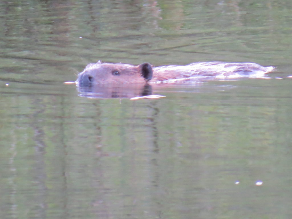 The beavers are most visible at dawn and dusk. Photo by Patrick Roux. 