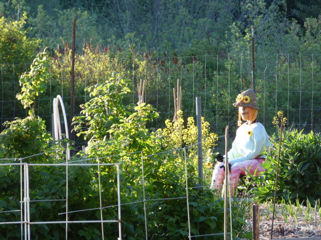 One of the many allotment gardens with a not-very-scary scarecrow lady. 