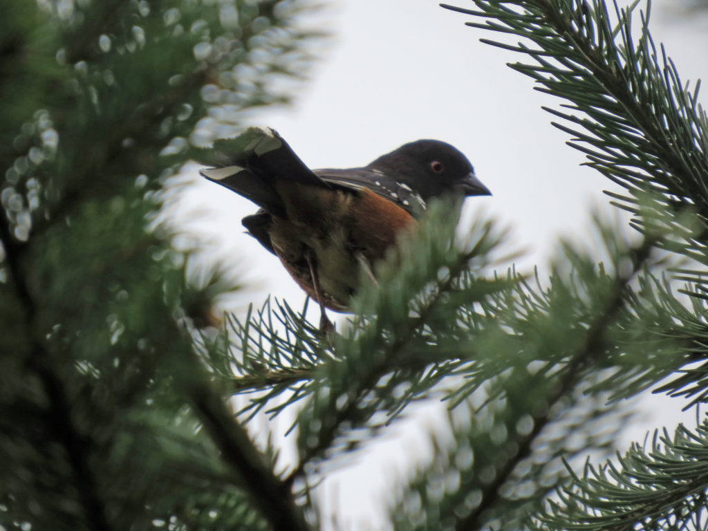Spotted Towhee. Photo by Patrick Roux. 