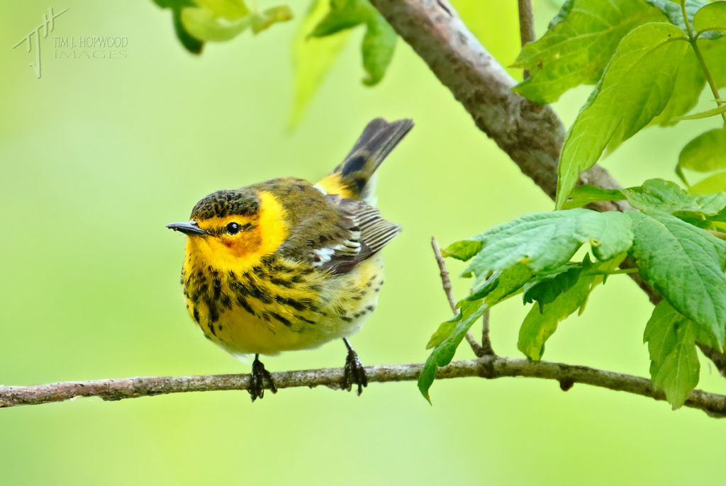 A curious Cape May Warbler foraging in the tree-line.