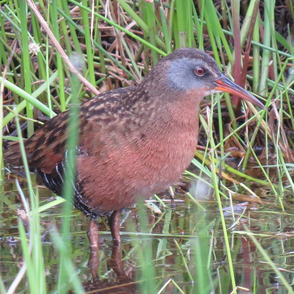 Virginia Rail at the edge of the pond. Photo by Patrick Roux.
