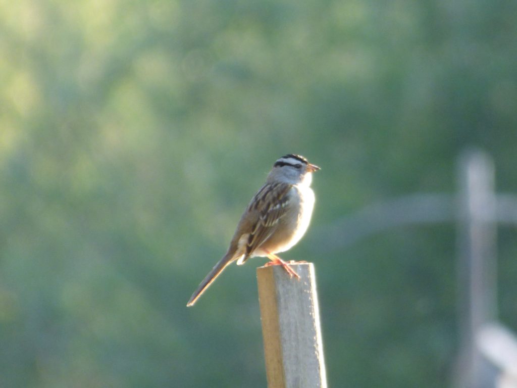 White-crowned Sparrow on fence post.