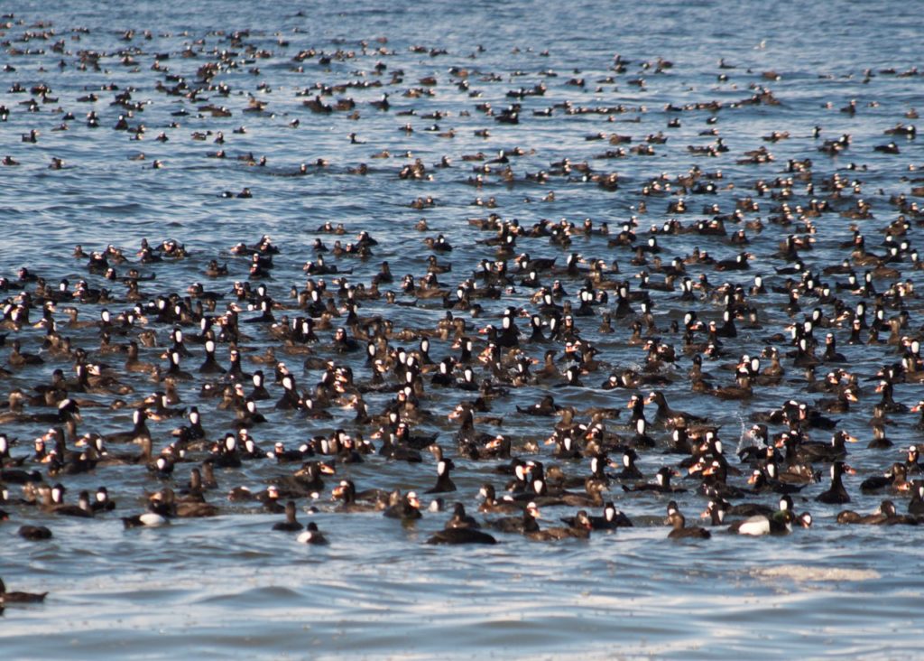 Buffleheads off the east coast of Gabriola, right where those megatankers would park. Photo by Bill McGann.
