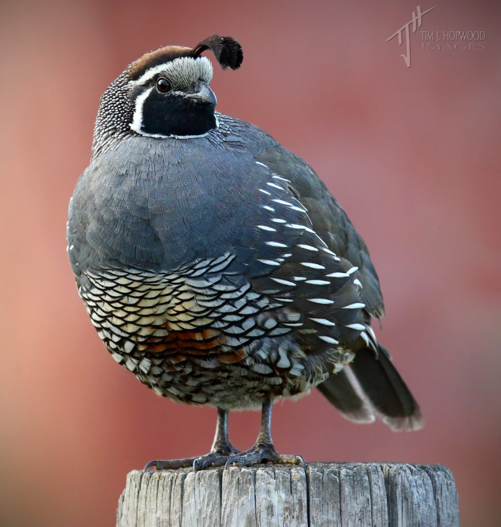 A male California Quail in early morning light on another warm Okanagan day.