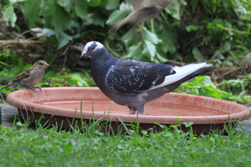 pigeonbath