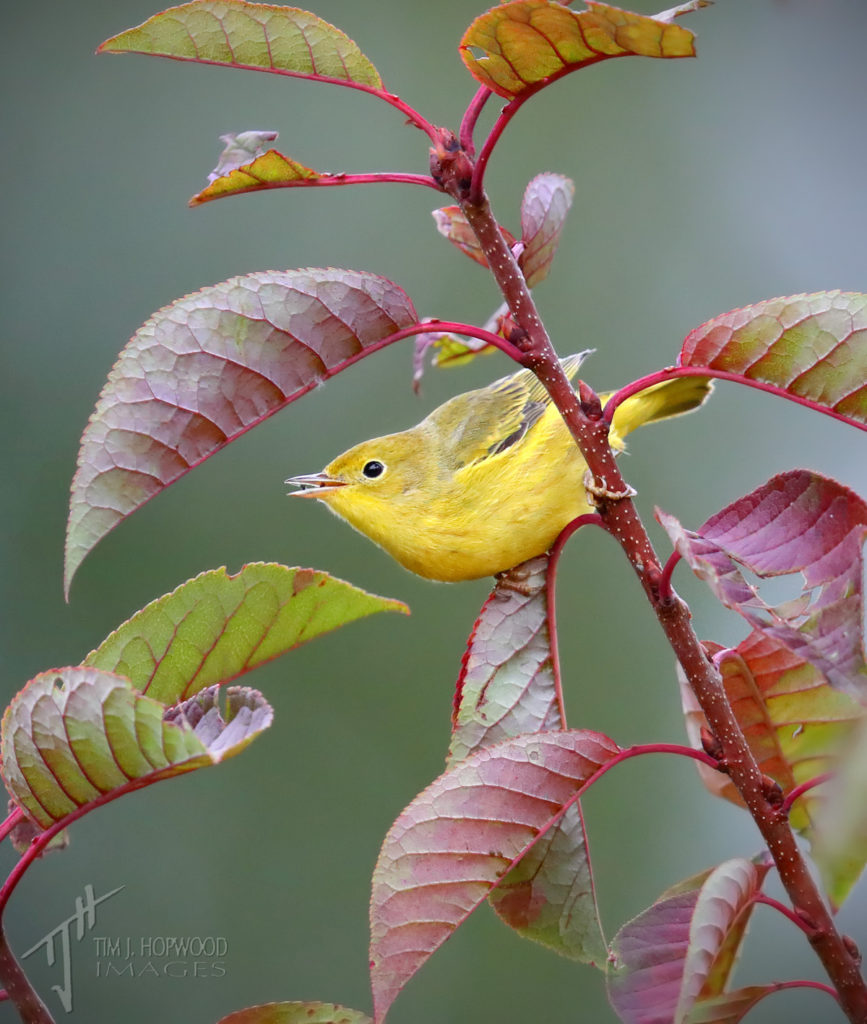 Yellow Warbler foraging for insects