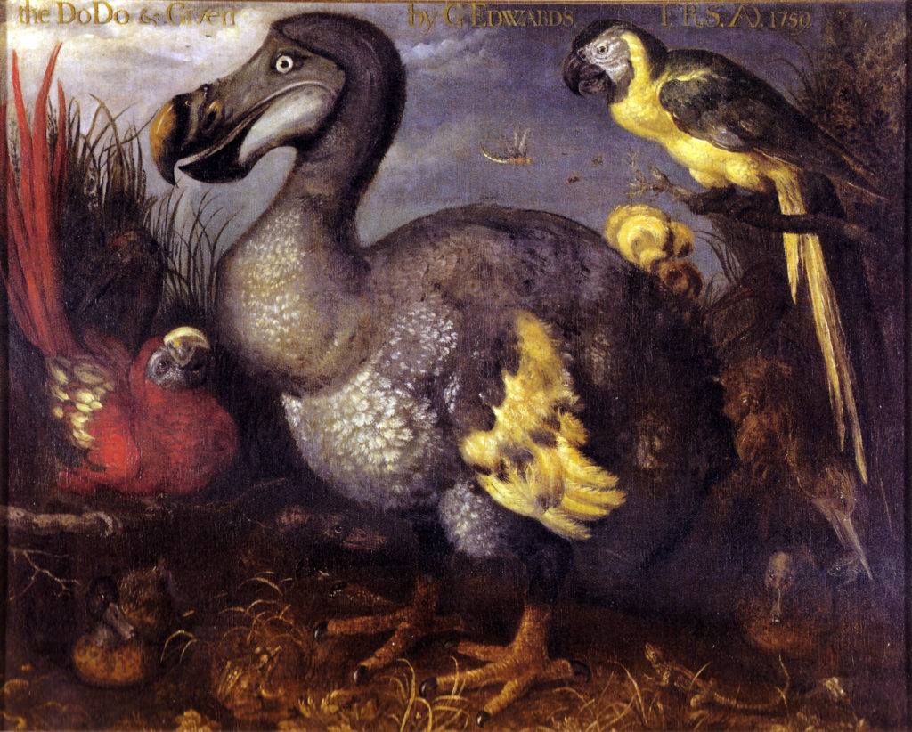 Edwards' Dodo, a painting 