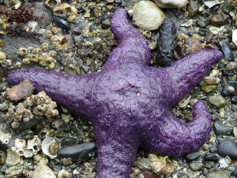 purple-sea-star - Bird Canada