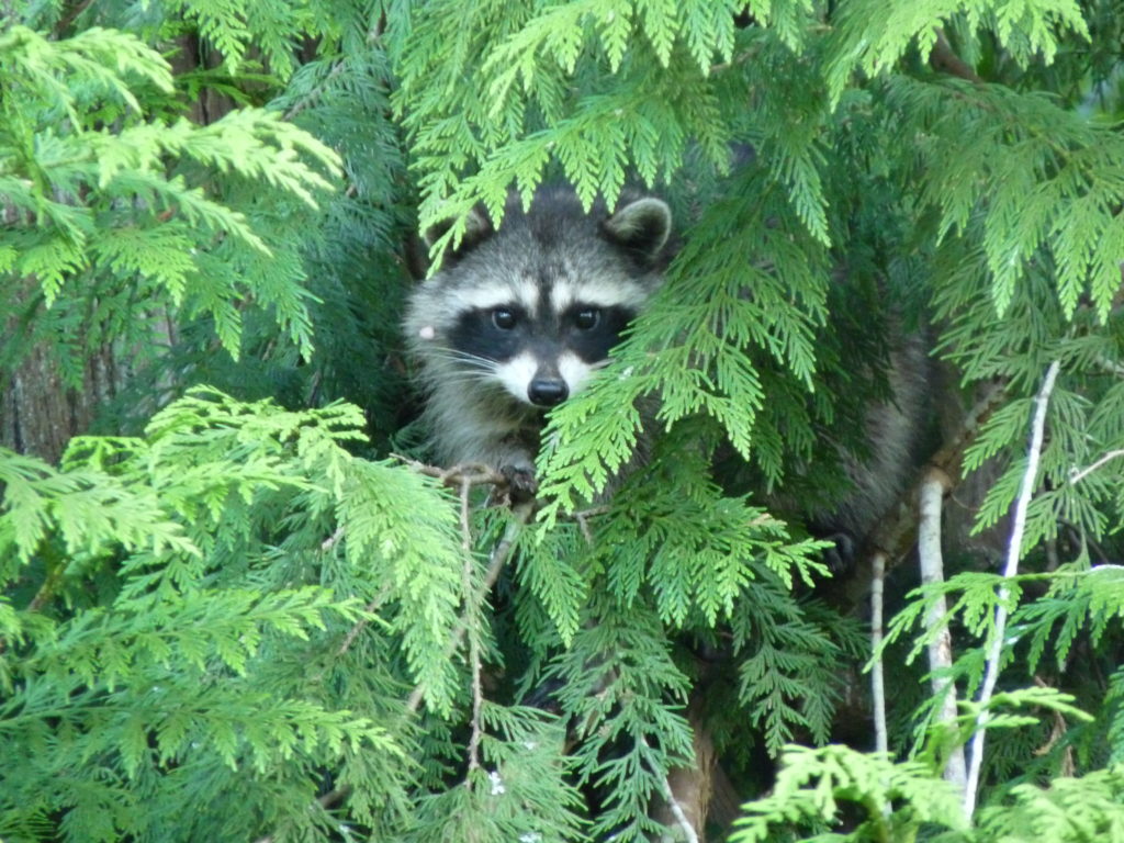 Raccoon lolling in Cedar tree in daytime. 