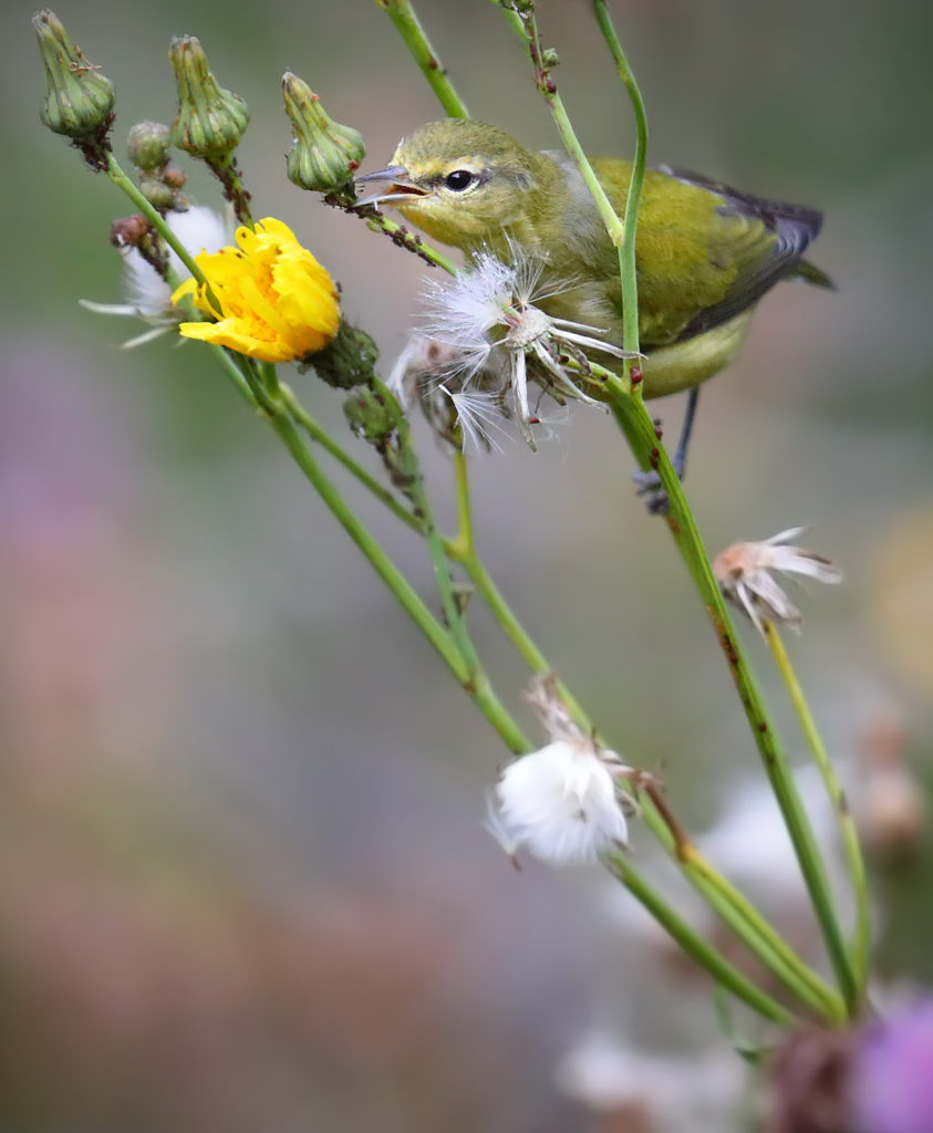 Tennessee Warbler - Confederation Park, Calgary