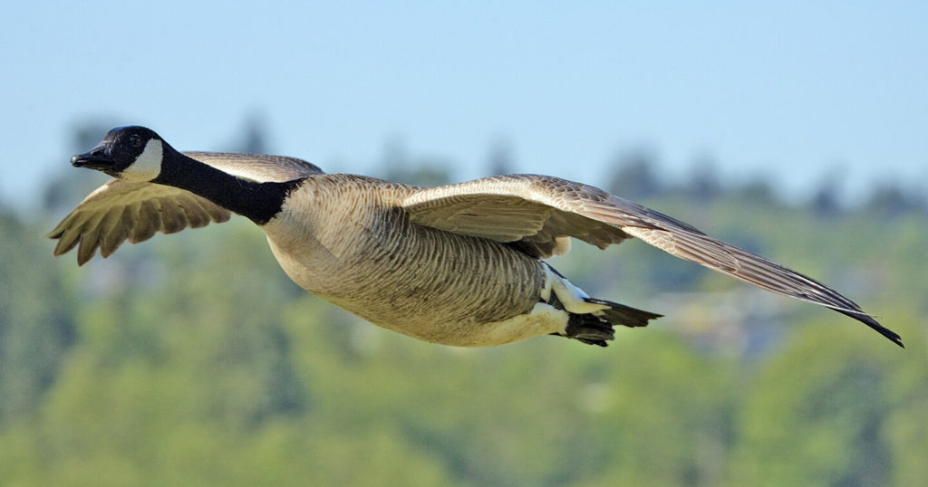 Canada Goose in flight. Photo by and courtesy of Alan D. Wilson. (CC license.)