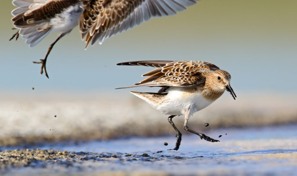Baird's Sandpiper - scaring off another that was feeding too close! Brooks, Alberta