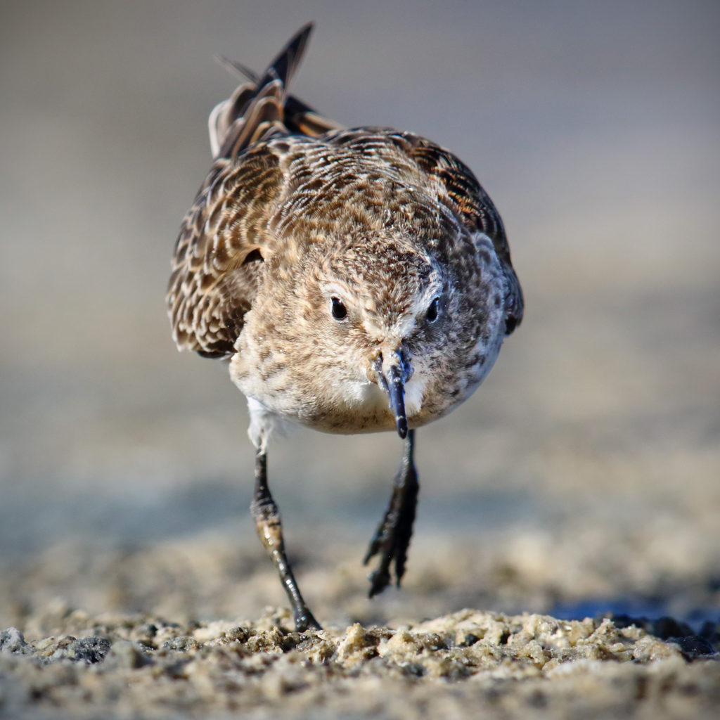 Baird's Sandpiper - charging down another sandpiper that came too close. Brooks, Alberta