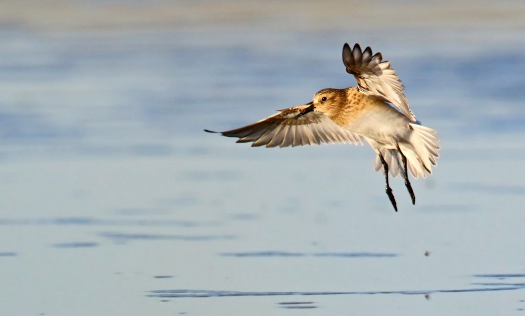 Baird's Sandpiper - returning to its original feeding spot after I inadvertently spooked them. Brooks, Alberta