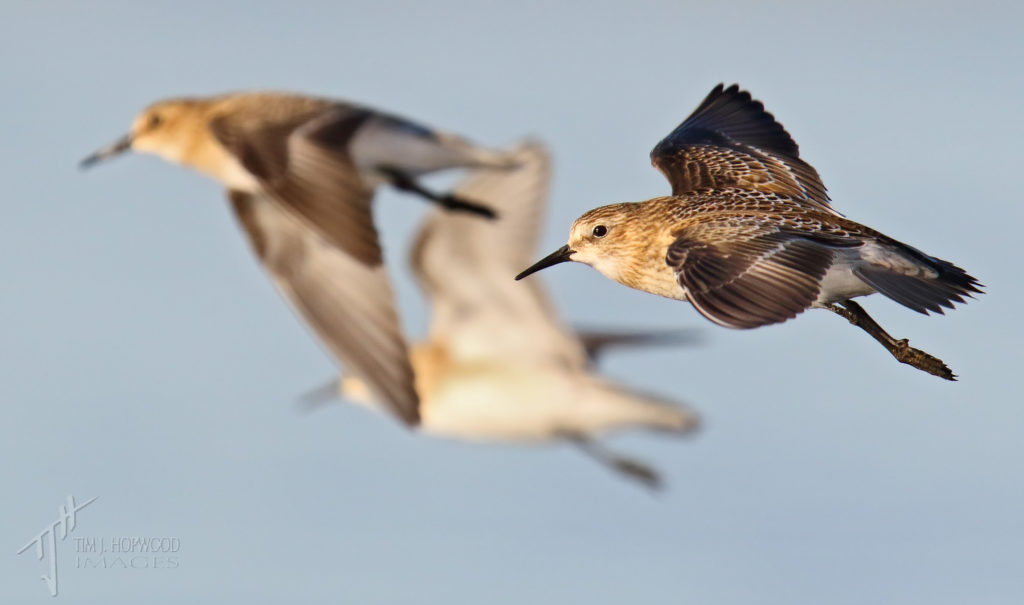 Baird's Sandpipers in flight. Brooks, Alberta