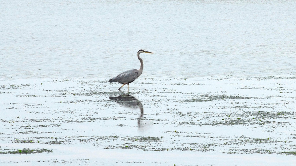 Early Summer on Prince Edward Island - Bird Canada