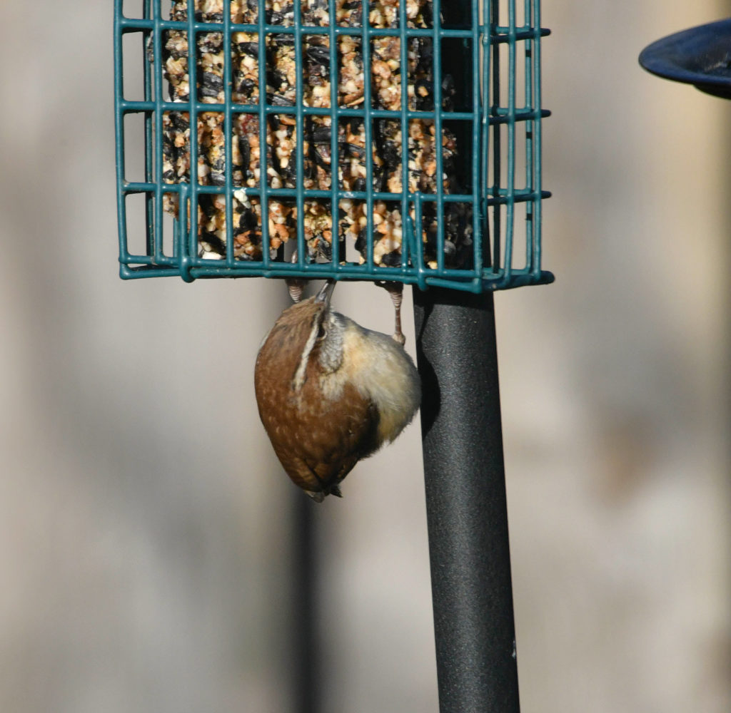 Wren-at-feeder - Bird Canada