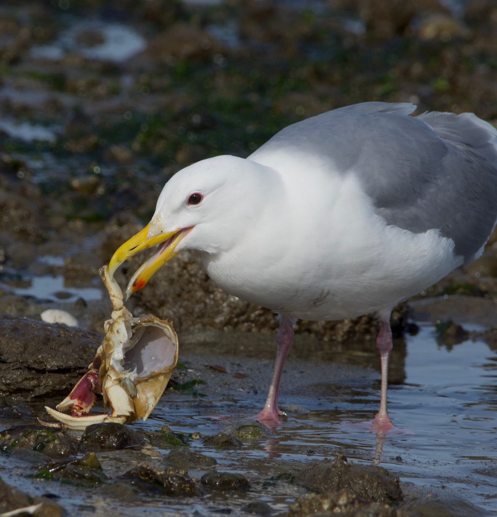 Gwgu With Crab - By Pc - Bird Canada