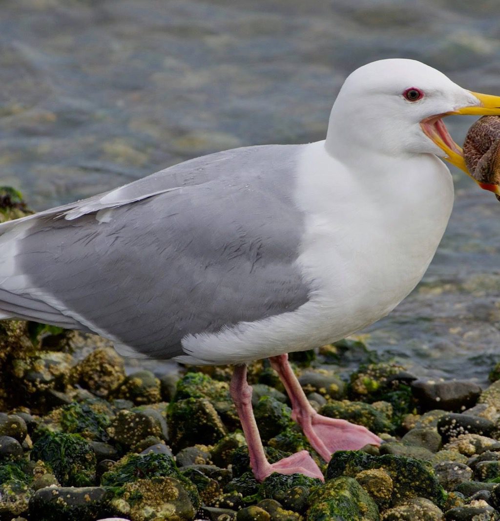 GWGU with starfish - by PC - Bird Canada