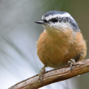 Nuttie - Bird Canada