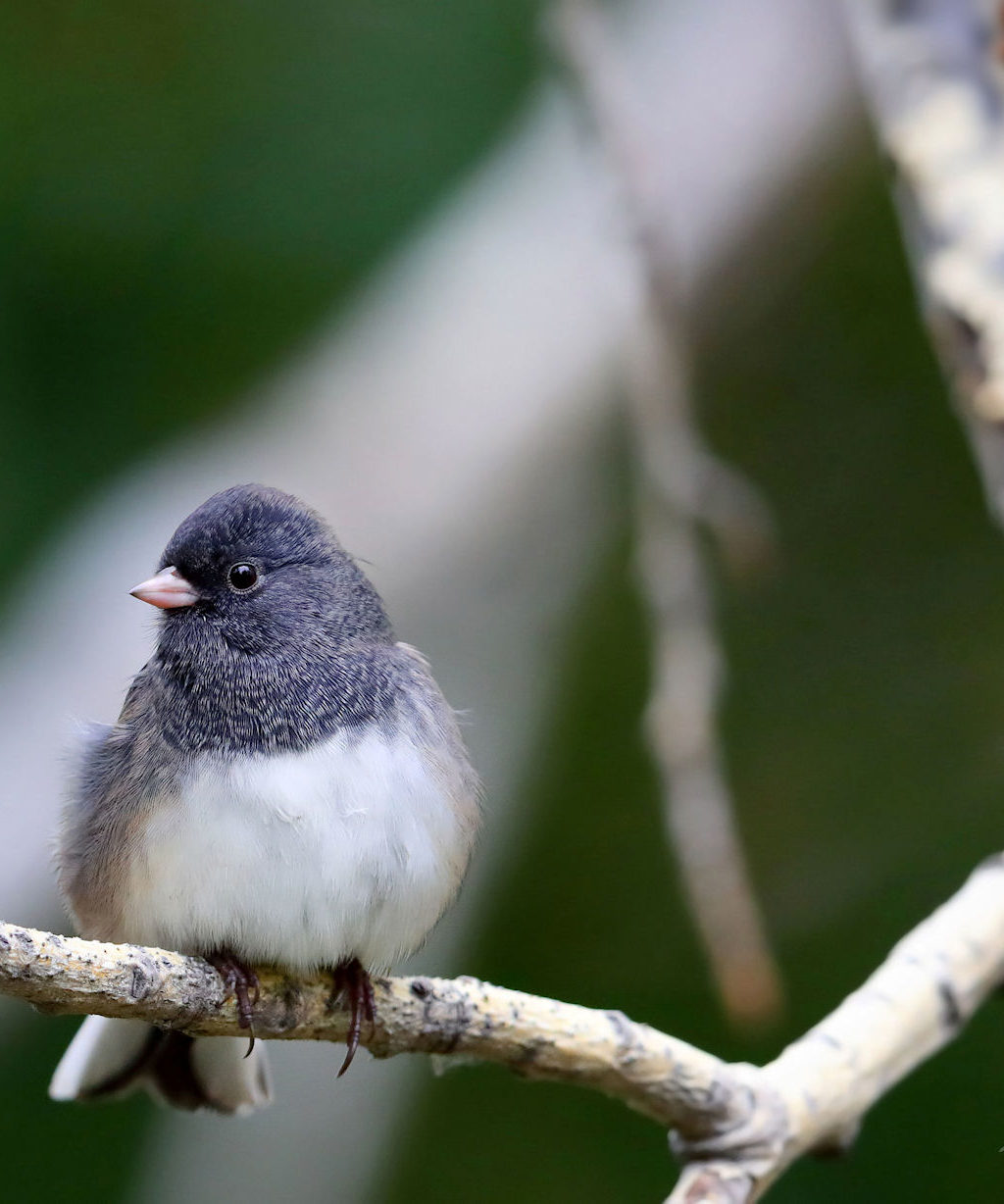 My last birds of the Alberta Summer - Bird Canada