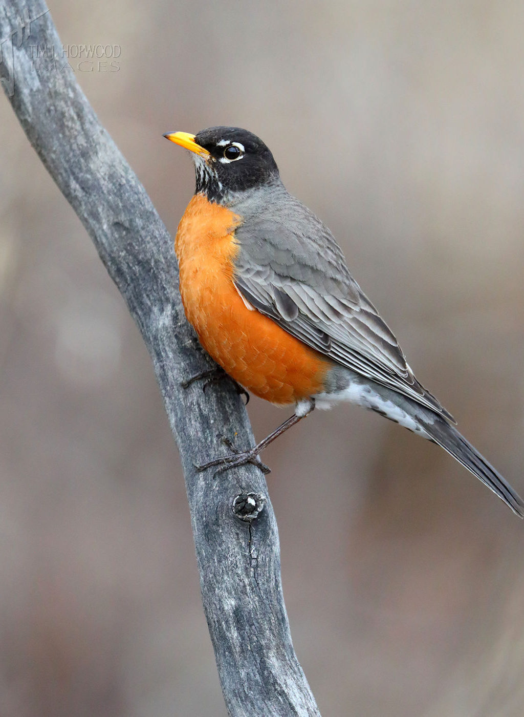 TH120787-crop - Bird Canada