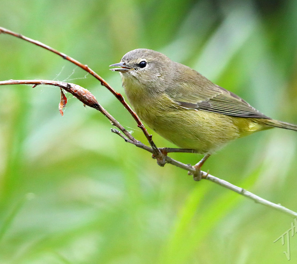 'Southward Bound' - A Songbird Migration Photo Album - Bird Canada