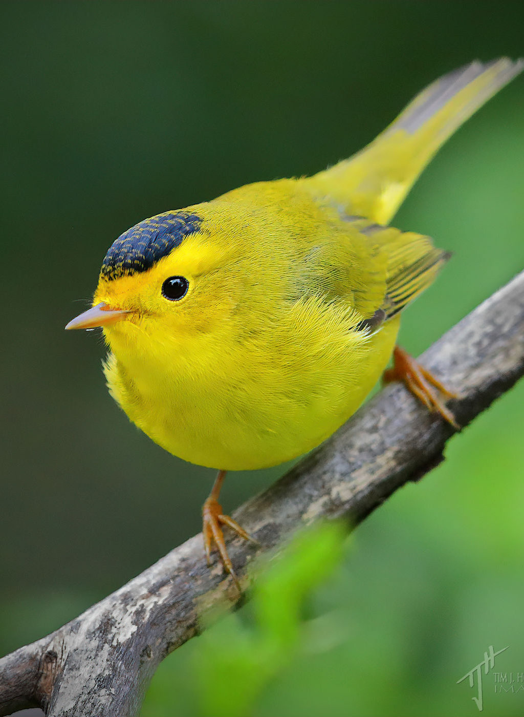 'Southward Bound' - A Songbird Migration Photo Album - Bird Canada